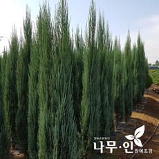 스카이로켓향나무