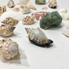 꾸미기조개껍데기