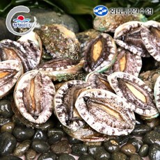 [완도금일수협] 활 참전복 (소) 2kg(30-34미), 1개