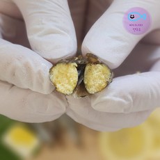 열빙어 시사모 캐나다산 알이 꽉찬 가득한 프리미엄 시샤모 500g 캠핑 술안주, 1개