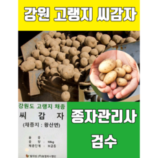 2024년 강원도 고랭지 씨감자 홍감자 20kg