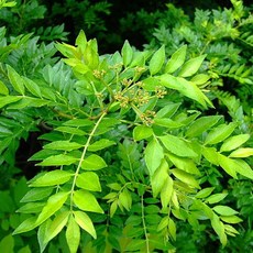 산초묘목