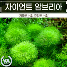 자이언트암브리아