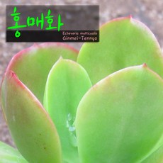 홍상생술다육