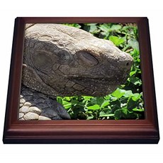 TRV_50401_1 아프리카 박차 거북이의 프로필 얼굴 Trivet 세라믹 타일 8 × 8 브라운, 본상품