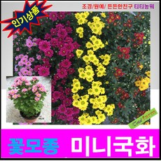 폼폰국화