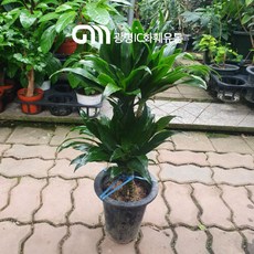 55~75cm 219 드라세나 콤팩타 콤펙타 2단