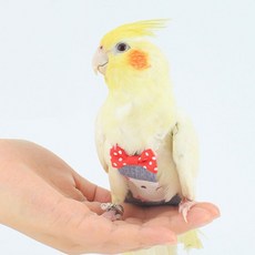 앵무새기저귀 외출복 귀여운 앵무새옷 앵무새선물, M, 1개, M_파인애플