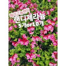 랜디제라늄
