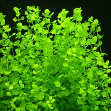 cbd2778db6bd671bfc4f26561304f5a110f00d8d1b5a61d3e9f745f68905.jpg