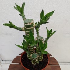 경수연화장치10억