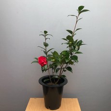 66c7b2674ed940758fbf0e47ed43207d9117ed01e12c21359e77821ef8d7.jpg