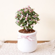 핑크 아악무 키우기 은행목 사랑목 아악무 꽃잎이 예쁜 반려식물 공기정화식물, 1개