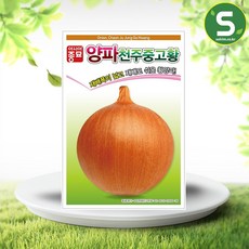 양파모종 TOP01