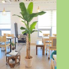 더알로하 인조나무 바나나나무 /180cm/210cm 인테리어 조화나무 화분, 바나나나무210cm 3기둥