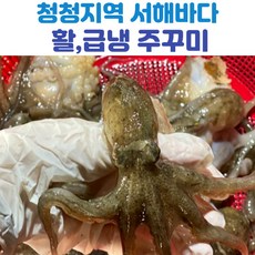 추천4쭈꾸미축제