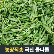 [산지직송] 직접 수확한 향긋한 국산 돌나물 400g 1kg 2kg 3kg 봄나물 제철나물 돌나물무침 가정용 업소용 나물 국산돌나물 제철음식 돈나물 돗나물 돌나물김치