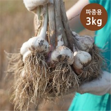 [빅토리팜] 의성토종 종자마늘(씨마늘) 3kg, 중+꼬마 -130개 내외, 1개