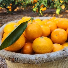 산지직송 로얄 16brix 제주 효돈감귤 타이벡 조생귤, 1박스, 5kg(2S 소과)