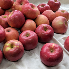 청송얼음골사과