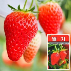 SRE297916딸기 씨앗 (100립) 과일씨앗 채소씨앗 야채씨앗
