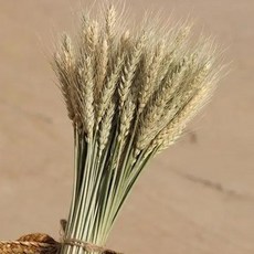 라탄자격증