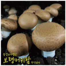 (산지직송)보령머쉬팜 양송이버섯파지 1kg, 1개, 갈색양송이파지2kg