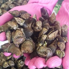 거북손 술안주베스트 짭짤 쫄깃 국산 급냉 생거북손, 1개, 300g(1~2인분)