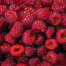 산지직송 생 산딸기 500g, 1개, 산딸기500g