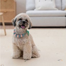 애견과함께하는페라글라이딩