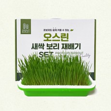 오스린콩나물