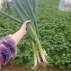 푸른빛 대파, 1박스, 3kg