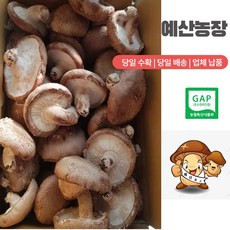 [산지직송 ] [당일수확] [GAP인증] 생표고버섯 (못난이) 가정용 육수용 가루용 김장용 대량용 다시용, 3kg, 1개
