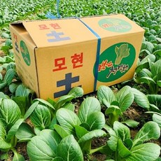 청경채