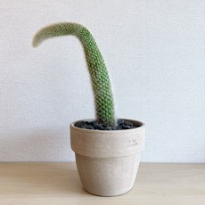 원숭이꼬리선인장