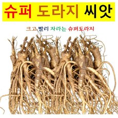 씨앗/슈퍼도라지 씨앗 50g