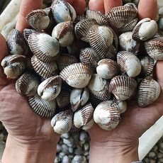 산지직송 싱싱한 벌교 새꼬막 왕대2KG, 1개