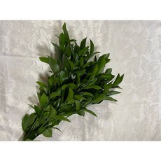 (생화 농장직송) 유스커스 5줄기 그린 소재(유스커스 류스카스 류스커스)