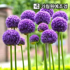 알리움 구근 2개세트 9종 2023년 신상품 가림원예조경, 글래디에이터 (2개 세트), 2개