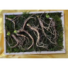 (특 기획 오동나무) 산양삼 8-10년산 추석 명절 선물용 / 5뿌리 + (7~8년산) 2뿌리, 1개
