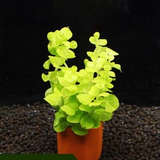 다사끼진주반지