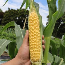 45ac088cf50fffb93f21c238a08b6235a958f539bb4851f8e0bc1475fa17.jpg