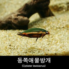 동쪽애물방개 키우기 Cybister lewisianus, 1개