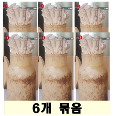 느타리 버섯 음식 요리 경연 연구 조림 무침 초무침 잡채 튀김 전 영양밥 반찬 장조림 레시피 식당 가정 배지 베지 활용 교실 키우는법 키우기 재배 화분 주방 화단 온도 습도 크기, 1개