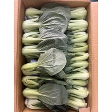 국내산 싱싱한 청경채 4kg, 청경채 4kg내외