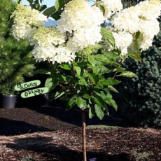 수국 [1포트] 팬텀 (복남이네 야생화 모종 hydrangea) 신품종 목수국, 1개