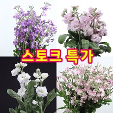 저스트스템 스토크 스톡크 10줄기 생화 도매꽃 꽃시장 꽃다발, 흰색(겹)