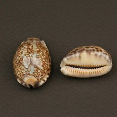 스네이크헤드310