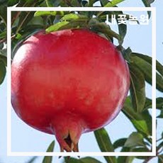 슈퍼왕석류 R3cm (결실주)