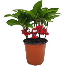 한줌화원 천냥금 2개묶음 개업선물 집들이선물 공기정화식물, 2개